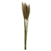 Vickerman H1PLR105 36" Natural Green Plume Reed Bundle (15-20 Stems) Preserved