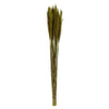 Vickerman H1PLR150 36" Green Plume Reed Bundle (15-20 Stems) Preserved