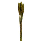 Vickerman H1PLR150 36" Green Plume Reed Bundle (15-20 Stems) Preserved