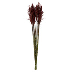 Vickerman H1PLR450 36" Merlot Plume Reed Bundle (15-20 Stems) Preserved