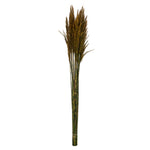 Vickerman H1PLR725 36" Aspen Gold Plume Reed Bundle (15-20 Stems) Preserved