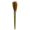 Vickerman H1PLR750 36" Autumn Plume Reed Bundle (15-20 Stems) Preserved