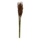 Vickerman H1PLR800 36"  Brown Plume Reed Bundle (15-20 Stems) Preserved