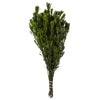 Vickerman H1PLT115 18-24" Spring Green Platys Foliage Comes In A 5 Oz Bundle Preserved