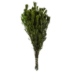 Vickerman H1PLT115 18-24" Spring Green Platys Foliage Comes In A 5 Oz Bundle Preserved