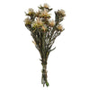Vickerman H1PMF000 8-20" Natural Plumosum Female 8 Flower Heads Per Bundle Preserved