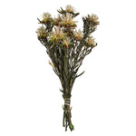 Vickerman H1PMF000 8-20" Natural Plumosum Female 8 Flower Heads Per Bundle Preserved