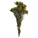 Vickerman H1PMF100 8-20" Basil Plumosum Female 8 Flower Heads Per Bundle Preserved