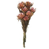 Vickerman H1PMF400 8-20" Erica Pink Plumosum Female 8 Flower Heads Per Bundle Preserved