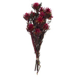 Vickerman H1PMF450-1 8-20" Merlot Plumosum Bundle 13 Flower Heads Per Bundle Preserved