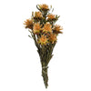 Vickerman H1PMF725 8-20" Aspen Gold Plumosum Female 8 Flower Heads Per Bundle Preserved