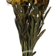 Vickerman H1PMF725 8-20