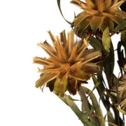 Vickerman H1PMF725 8-20