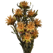 Vickerman H1PMF725 8-20