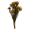 Vickerman H1PMF750 8-20" Autumn Plumosum Female 8 Flower Heads Per Bundle Preserved