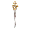 Vickerman H1PMH000 20" Natural Plumosum Head Attached To A Brown Stem 9 Stems Dried