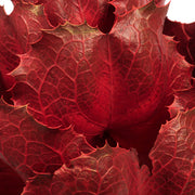 Vickerman H1QUE475 8