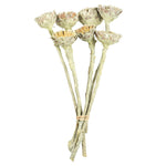 Vickerman H1ROC100 8-12" Frosted Basil Rosette Compacta - Sleeved 7 Stems Dried