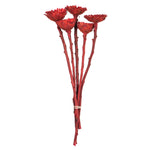 Vickerman H1ROC475 8-12" Red Rosette Compacta - Sleeved 5 Stems Dried