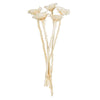 Vickerman H1ROC999 8-12" Bleached Rosette Compacta - Sleeved 5 Stems Dried