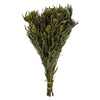 Vickerman H1SAF150 12" Green Salignum Female 7 Oz Bundle Preserved