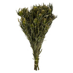 Vickerman H1SAF150 12" Green Salignum Female 7 Oz Bundle Preserved
