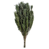 Vickerman H1SAM150 12" Green Salignum Male Includes 6-7 Oz Per Bundle Dried