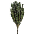 Vickerman H1SAM150 12" Green Salignum Male Includes 6-7 Oz Per Bundle Dried