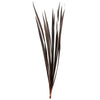 Vickerman H1SNG800-3 18-30” Brown Snake Grass. Includes 36 Stems (3 - 12 Stem Bundles) Dried