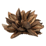 Vickerman H2STAX000 12-16" Natural Star Pod Extra Large