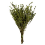 Vickerman H1STB112 14-18" Oasis Green Stoebe Bundle Preserved
