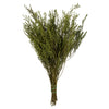 Vickerman H1STB112-2 18-24" Oasis Green Stoebe Bundle 2 Per Pack Preserved