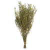 Vickerman H1STB115 14-18" Spring Green Stoebe Bundle Preserved