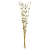 Vickerman H2STR100 36-40” Basil Star Bamboo Reed 7 Stems Dried