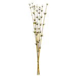 Vickerman H2STR100 36-40” Basil Star Bamboo Reed 7 Stems Dried