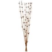 Vickerman H2STR800 36-40” Brown Star Bamboo Reed 7 Stems Dried