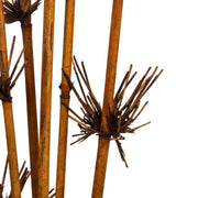 Vickerman H2STR800 36-40” Brown Star Bamboo Reed 7 Stems Dried