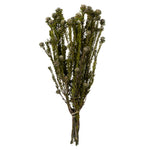 Vickerman H1TOF000 12" Natural White Tortum Bundle Female Preserved