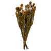 Vickerman H1TOF750 12" Autumn Tortum Bundle Female Preserved