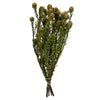 Vickerman H1TOF105 12" Natural Green Tortum Bundle  Preserved