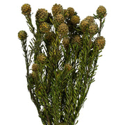 Vickerman H1TOF105 12