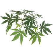 Vickerman TEX1860-RB 6' Artificial Japanese Maple Executive Tree Brown Round Plastic Container.