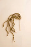 A dried botanical stem arrangement with delicate branching stems and small clustered buds, photographed on a plain warm off-white background.