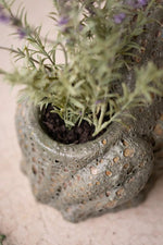 terracotta frog planter