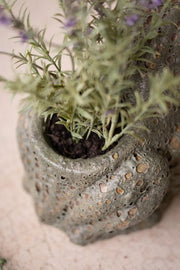 terracotta frog planter
