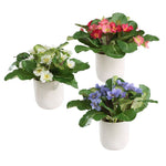 Primrose Accents Potted in Dimpled White Ceramic