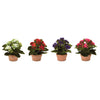 Kalanchoe Faux Plant Decor Set With 8" Height Kalalou