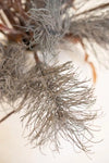 A close-up of a dried decorative plant with fine, wispy, straw-like branches in muted gray-brown tones against a soft off-white background.