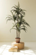 Potted plant on a woven stool with a neutral background