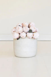 , cream rose bundle,